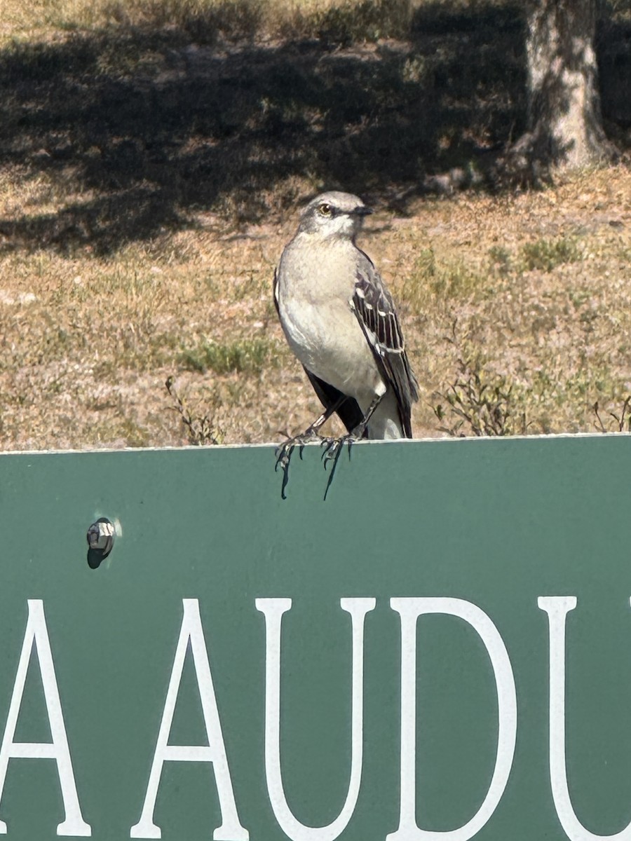Northern Mockingbird - ML646380208