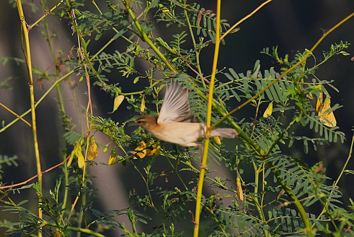 Cannaiola di Jerdon - ML646380210