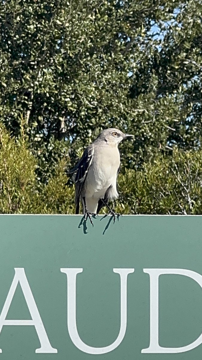 Northern Mockingbird - ML646380211