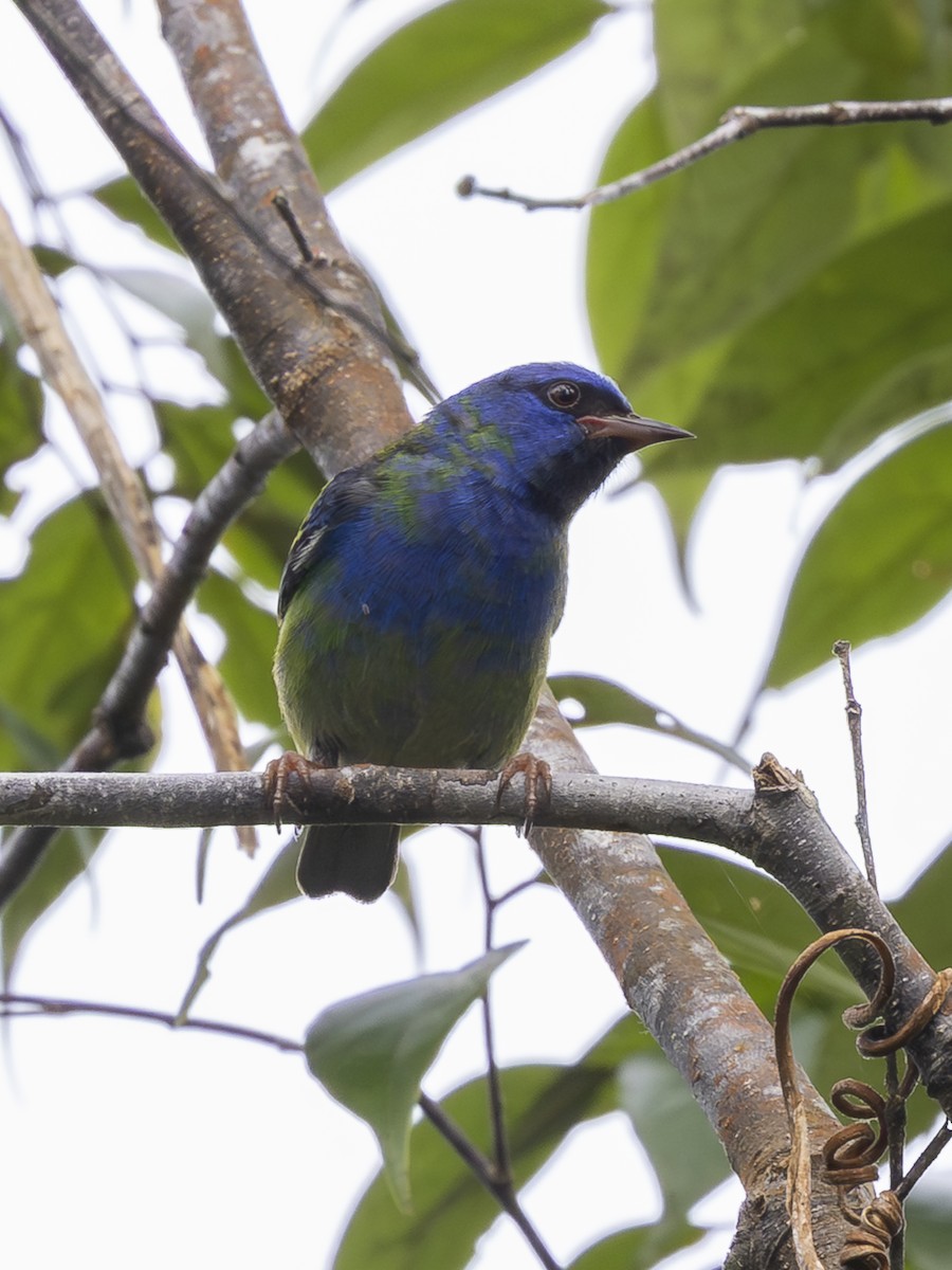 Blue Dacnis - ML646380212