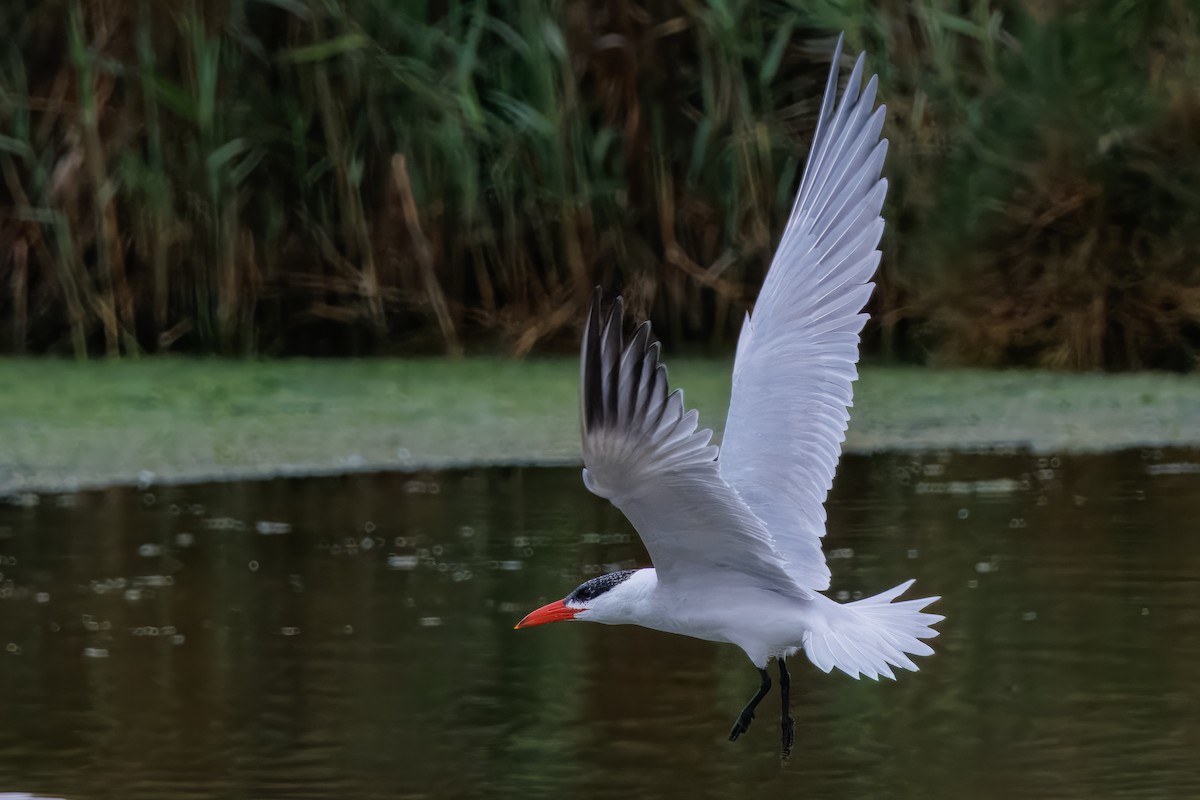 שחפית כספית - ML646380218