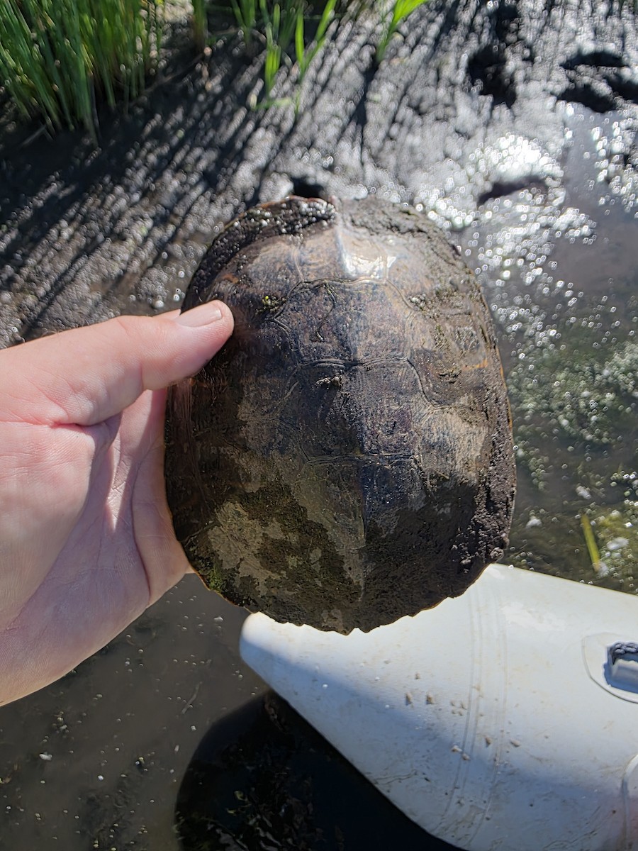 Yellow-bellied Slider - ML646380219