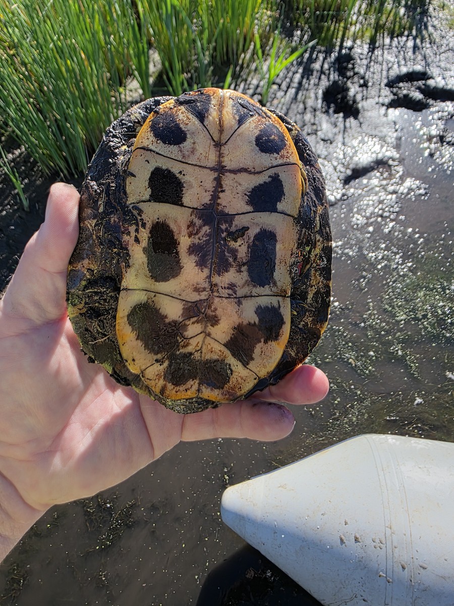 Yellow-bellied Slider - ML646380220