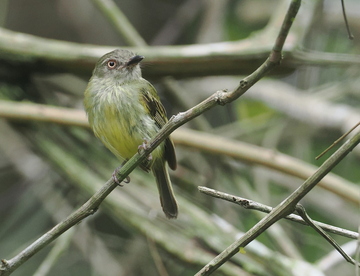 Johannes's Tody-Tyrant - ML646380221