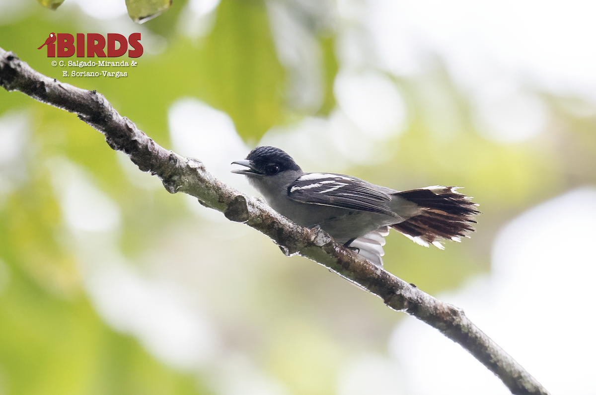 White-winged Becard - ML646380225