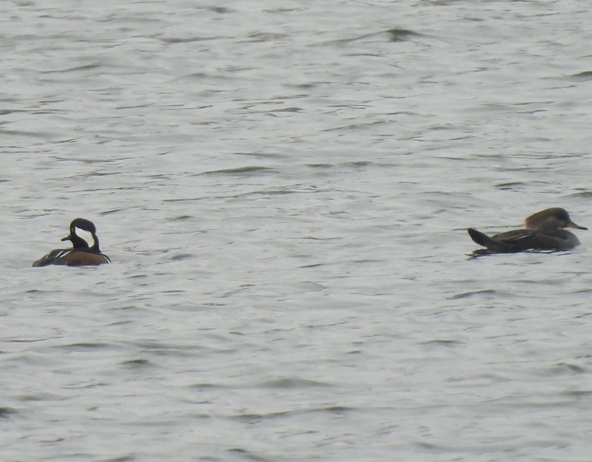 Капюшоновый крохаль - ML646380226