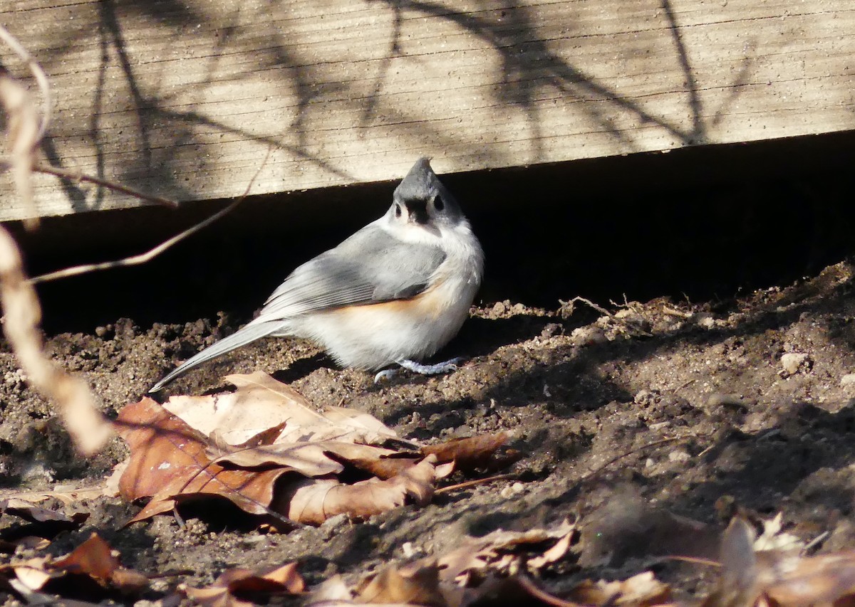 Tufted Titmouse - ML646380227
