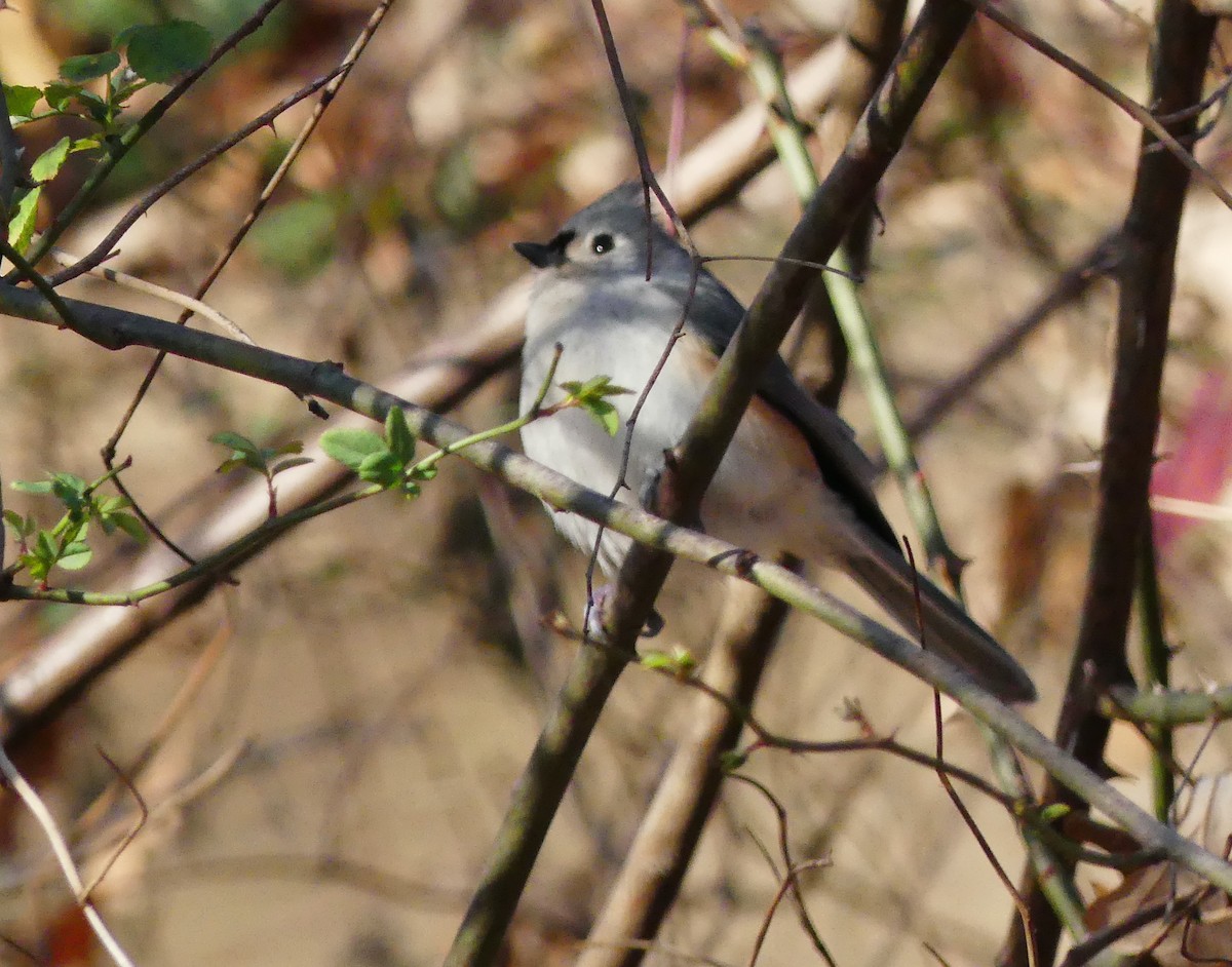 Tufted Titmouse - ML646380228