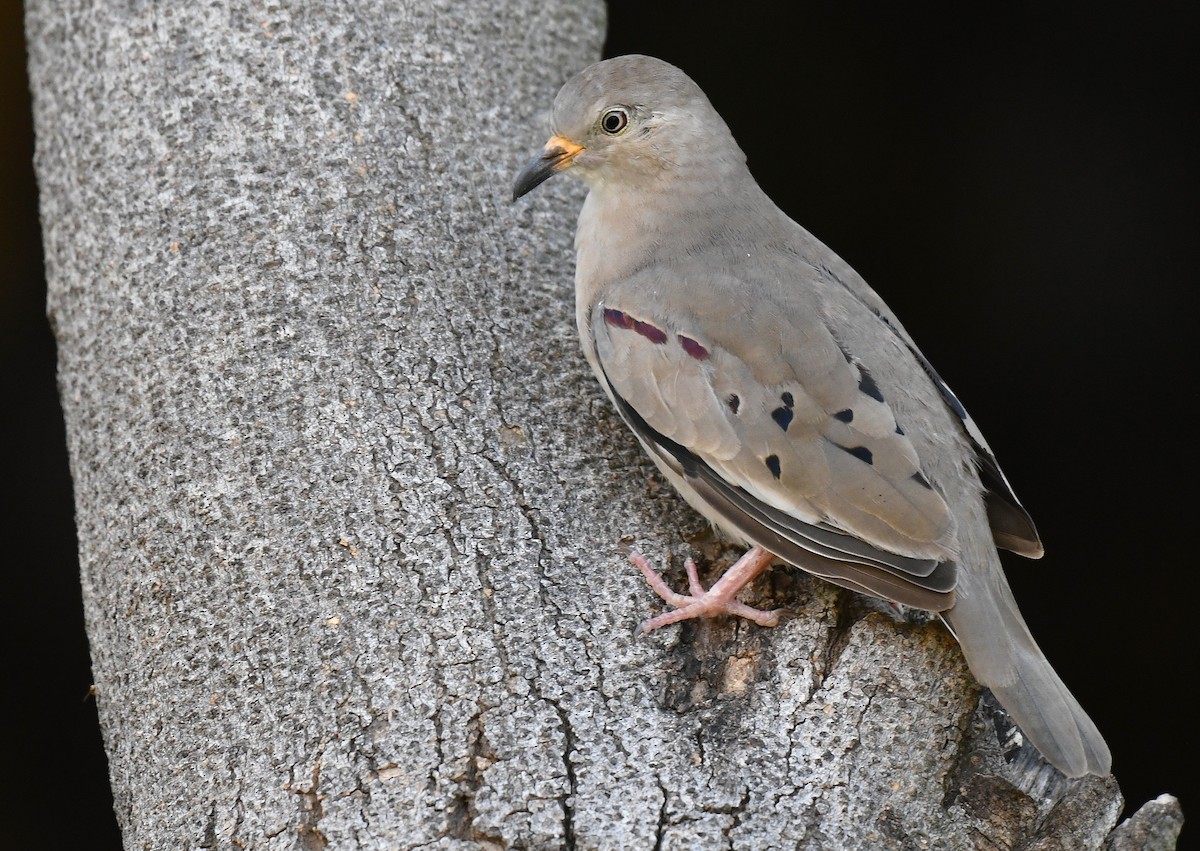 Croaking Ground Dove - ML646380229