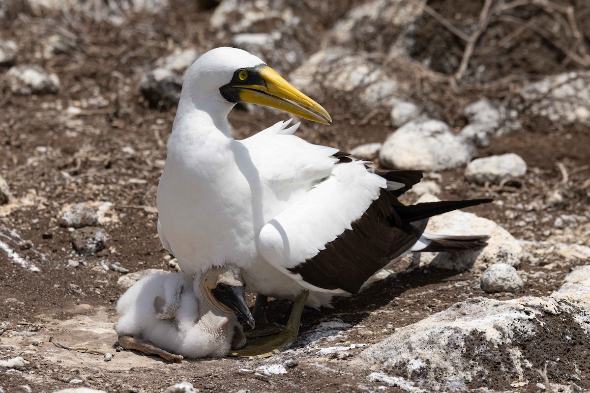 Masked Booby - ML646380230