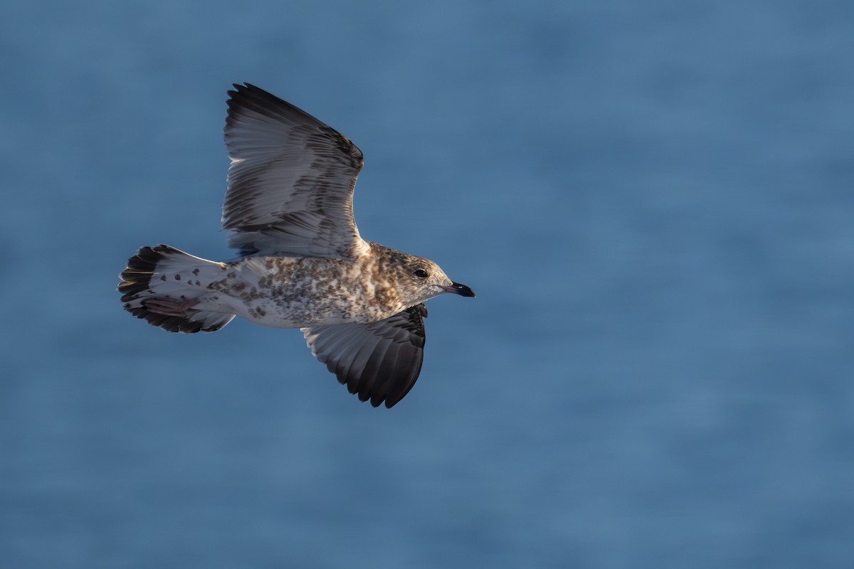 Ring-billed Gull - ML646380231