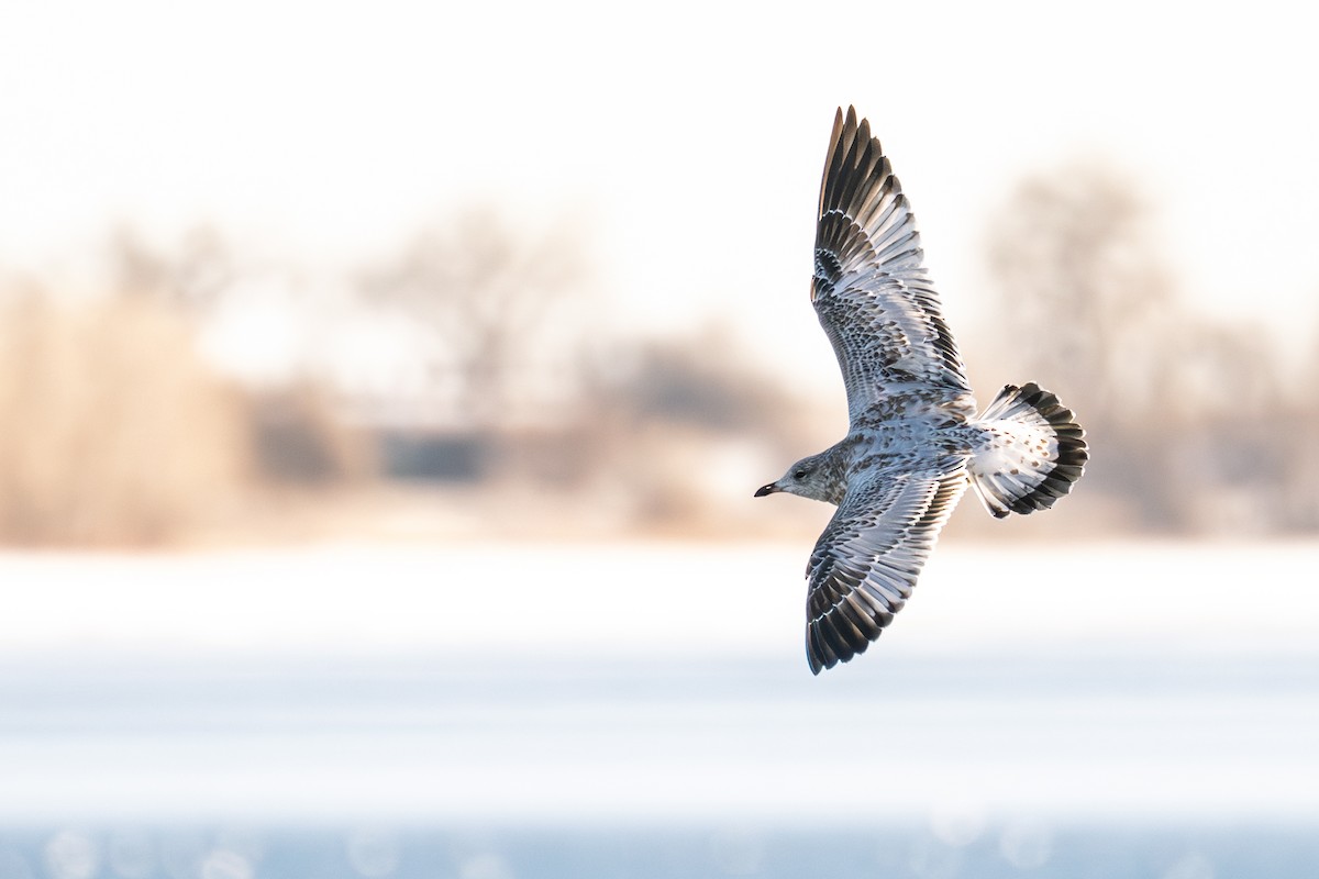 Ring-billed Gull - ML646380232