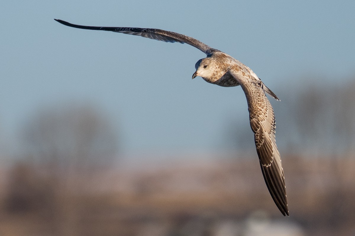 Ring-billed Gull - ML646380233