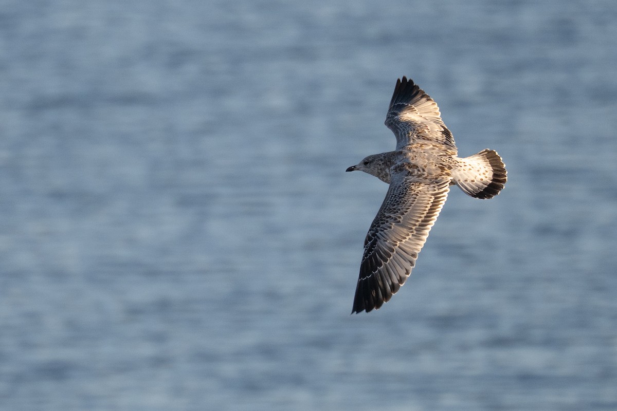 Ring-billed Gull - ML646380234