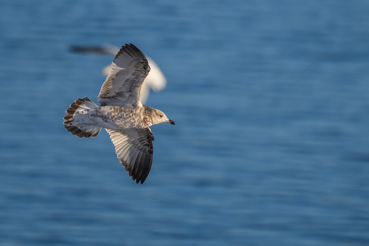 Ring-billed Gull - ML646380235