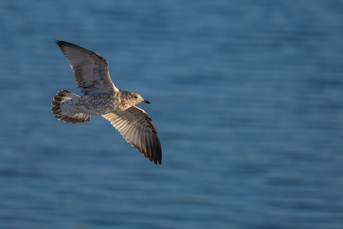 Ring-billed Gull - ML646380236