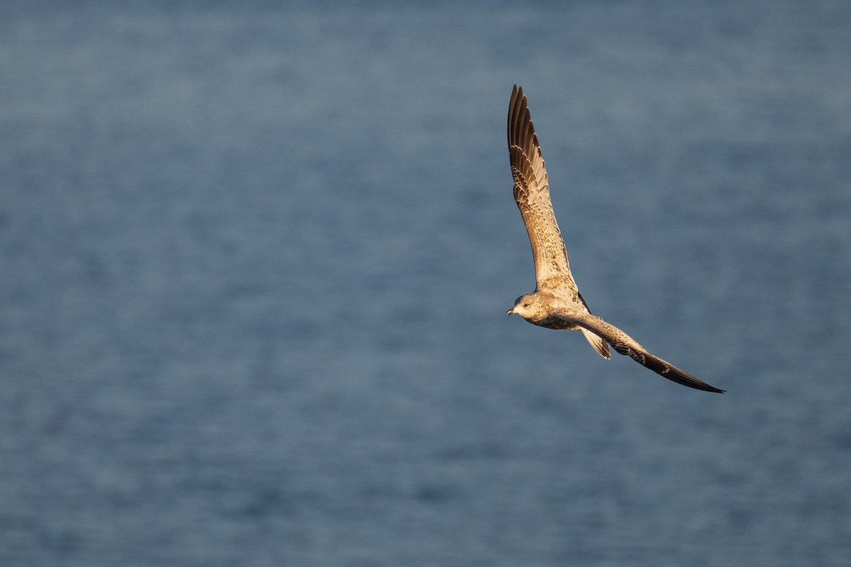 Ring-billed Gull - ML646380238