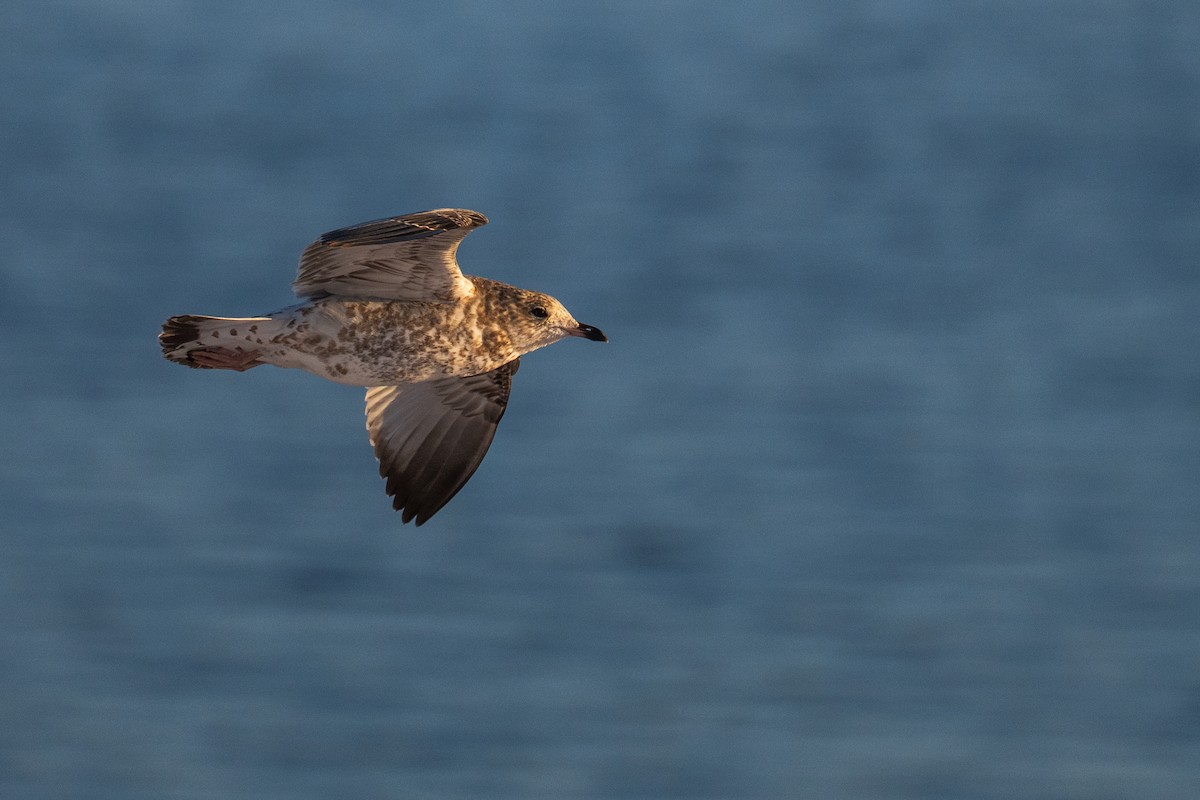 Ring-billed Gull - ML646380239