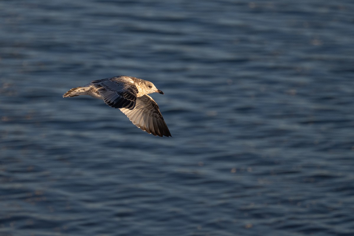 Ring-billed Gull - ML646380240
