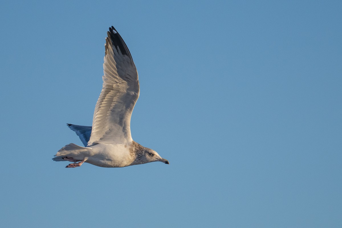 American Herring Gull - ML646380241
