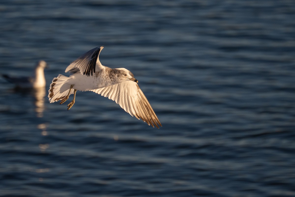 Ring-billed Gull - ML646380242