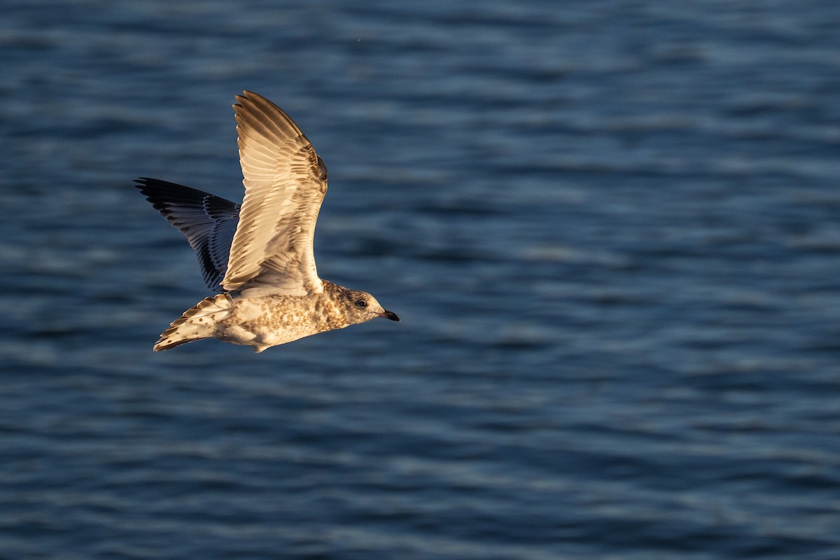 Ring-billed Gull - ML646380243