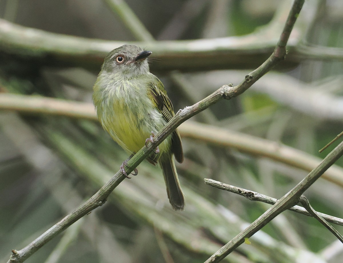 Johannes's Tody-Tyrant - ML646380244