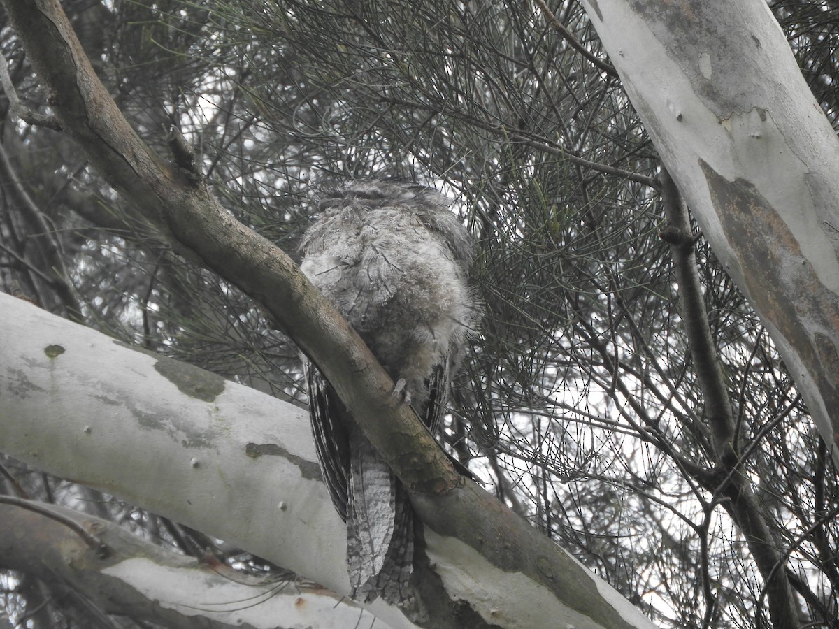 Tawny Frogmouth - ML646380245