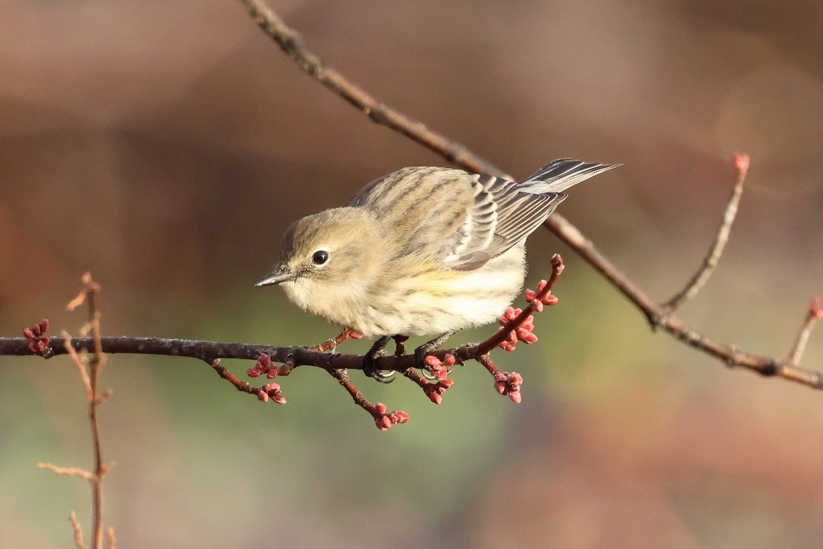 Kronenwaldsänger (coronata) - ML646380250