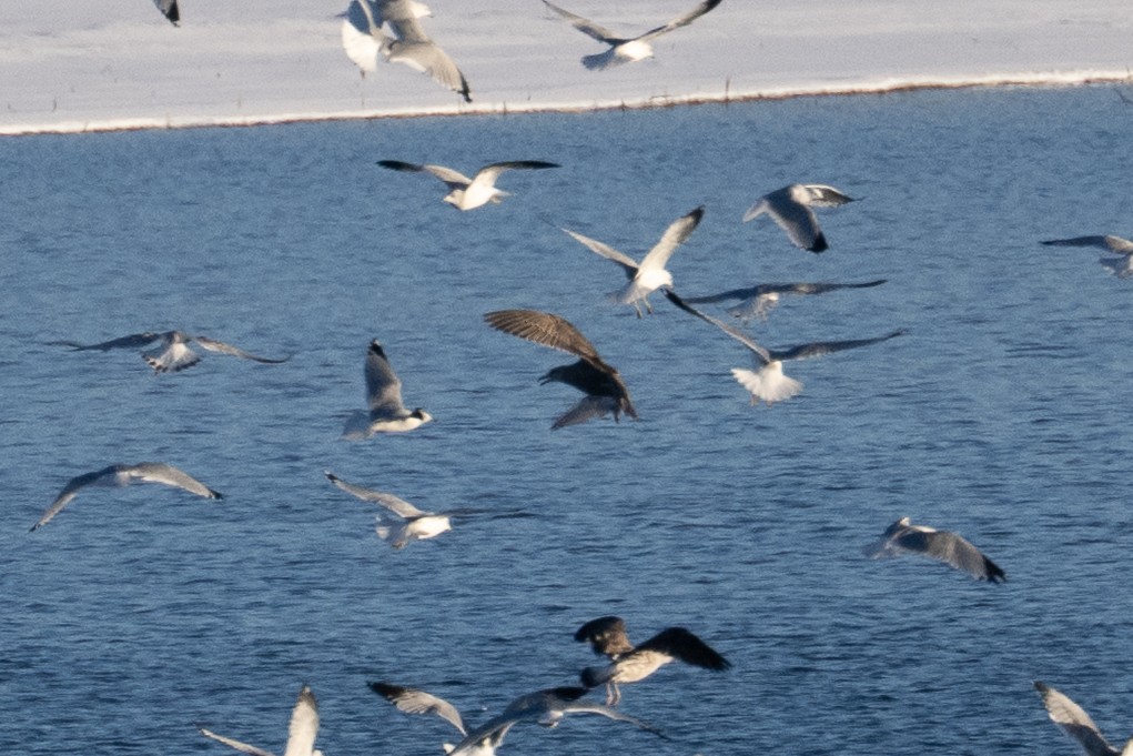 American Herring Gull - ML646380251