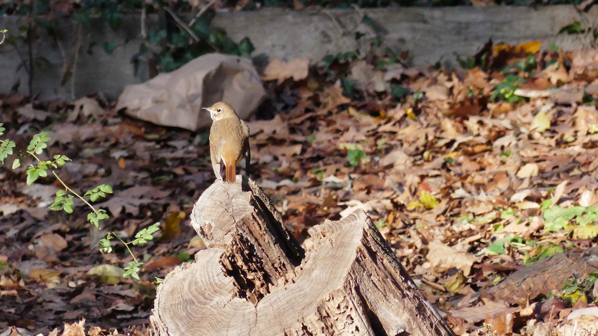 Hermit Thrush - ML646380252