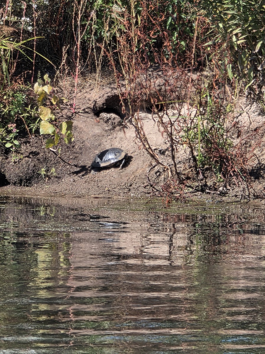 Reptiles - ML646380253