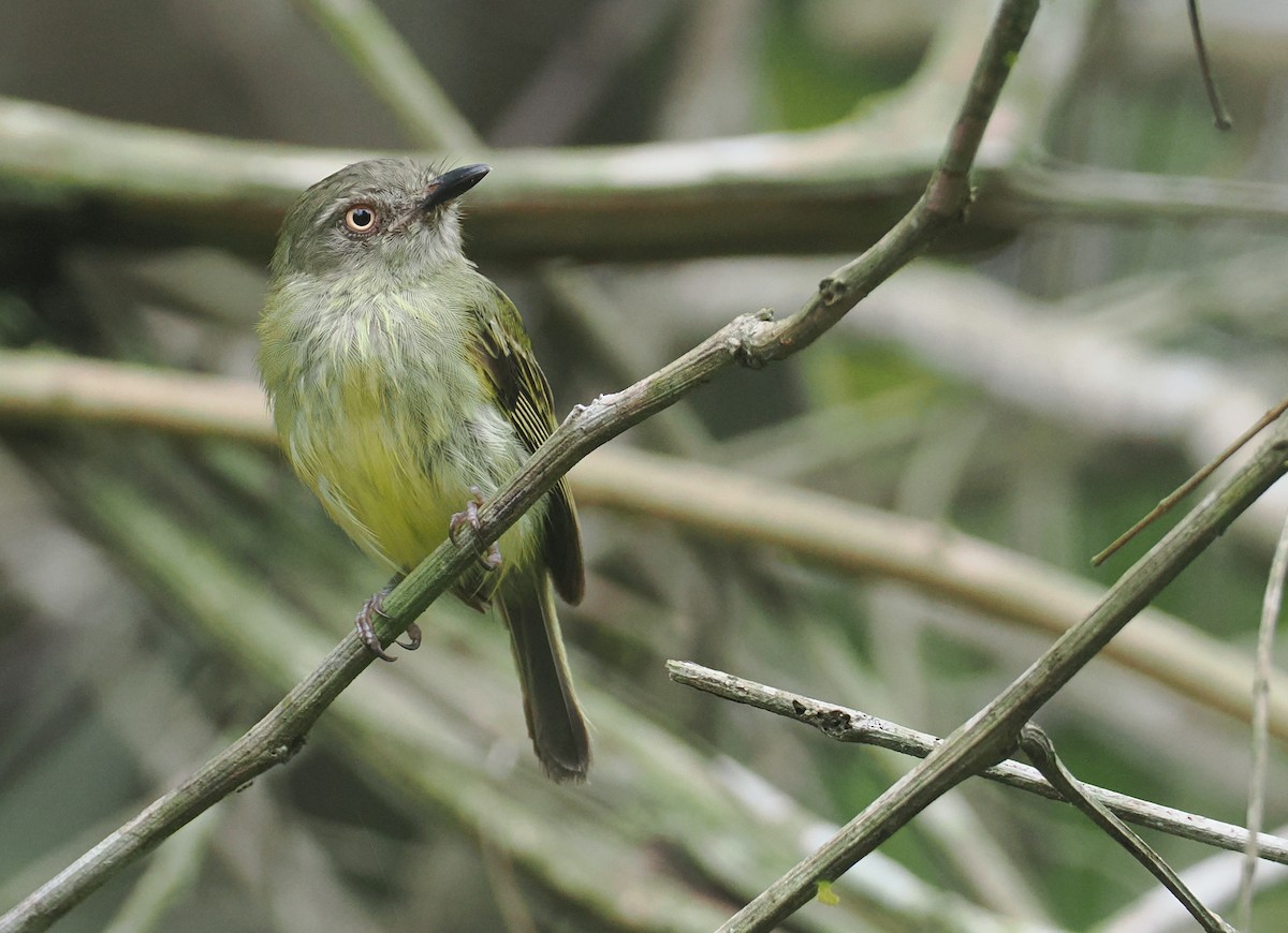 Johannes's Tody-Tyrant - ML646380255