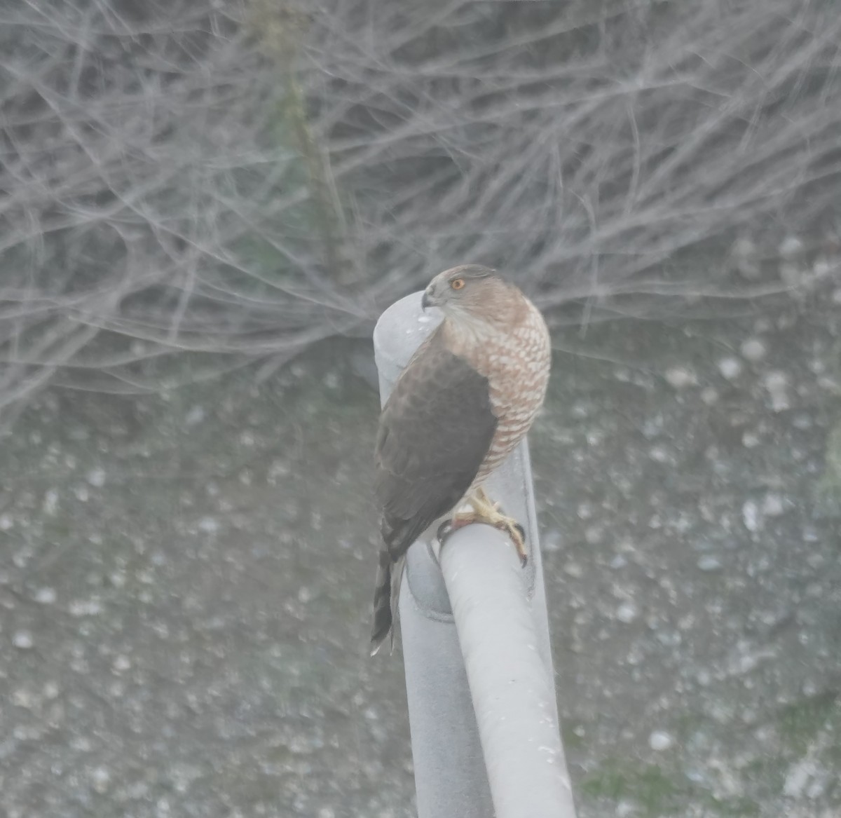 クーパーハイタカ - ML646380256