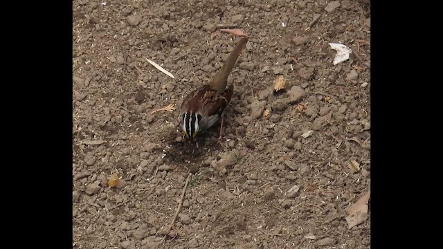White-throated Sparrow - ML646380257