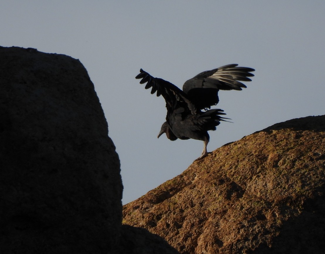 Black Vulture - ML646380258