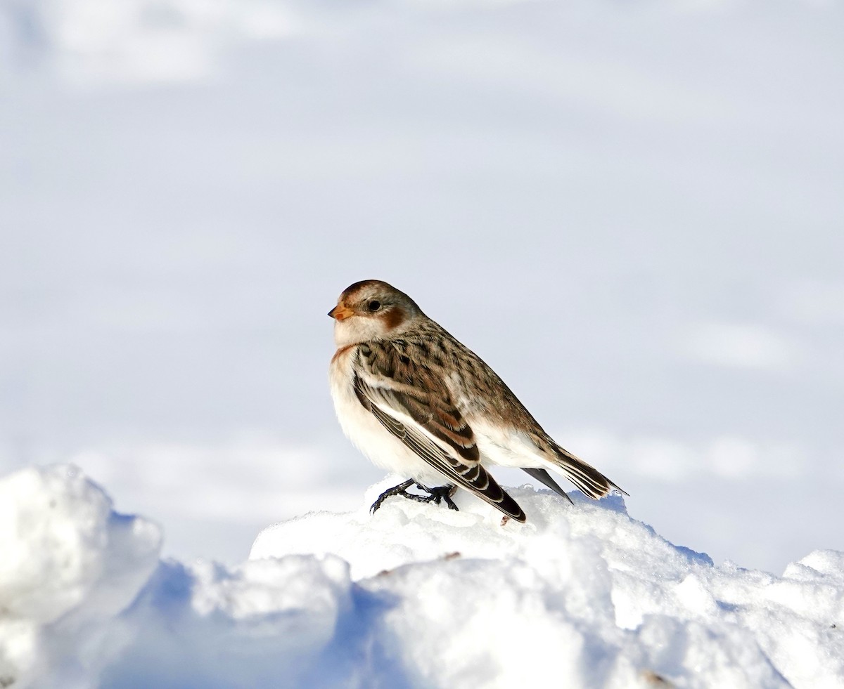 גיבתון שלג - ML646380259