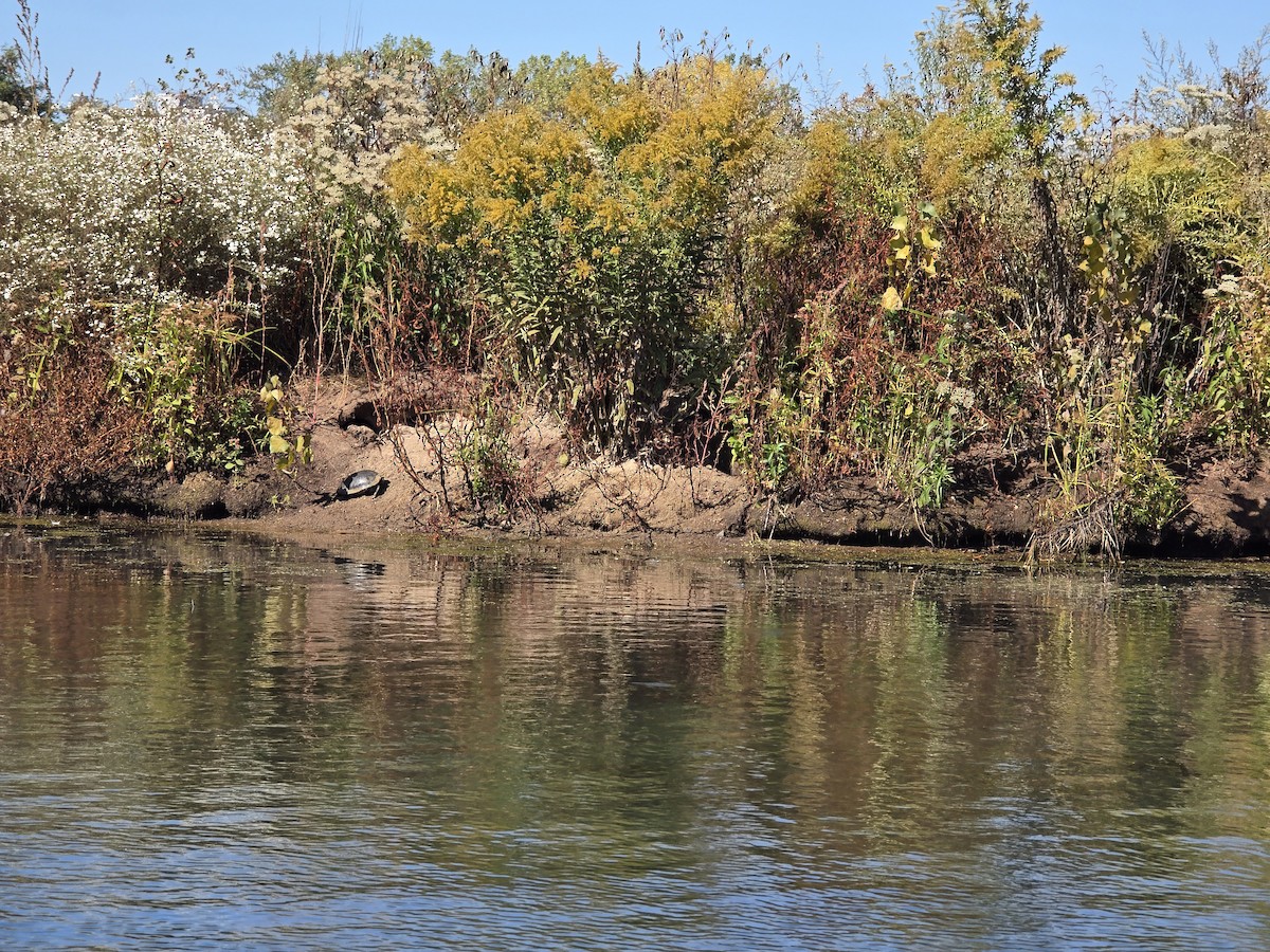 Reptiles - ML646380261