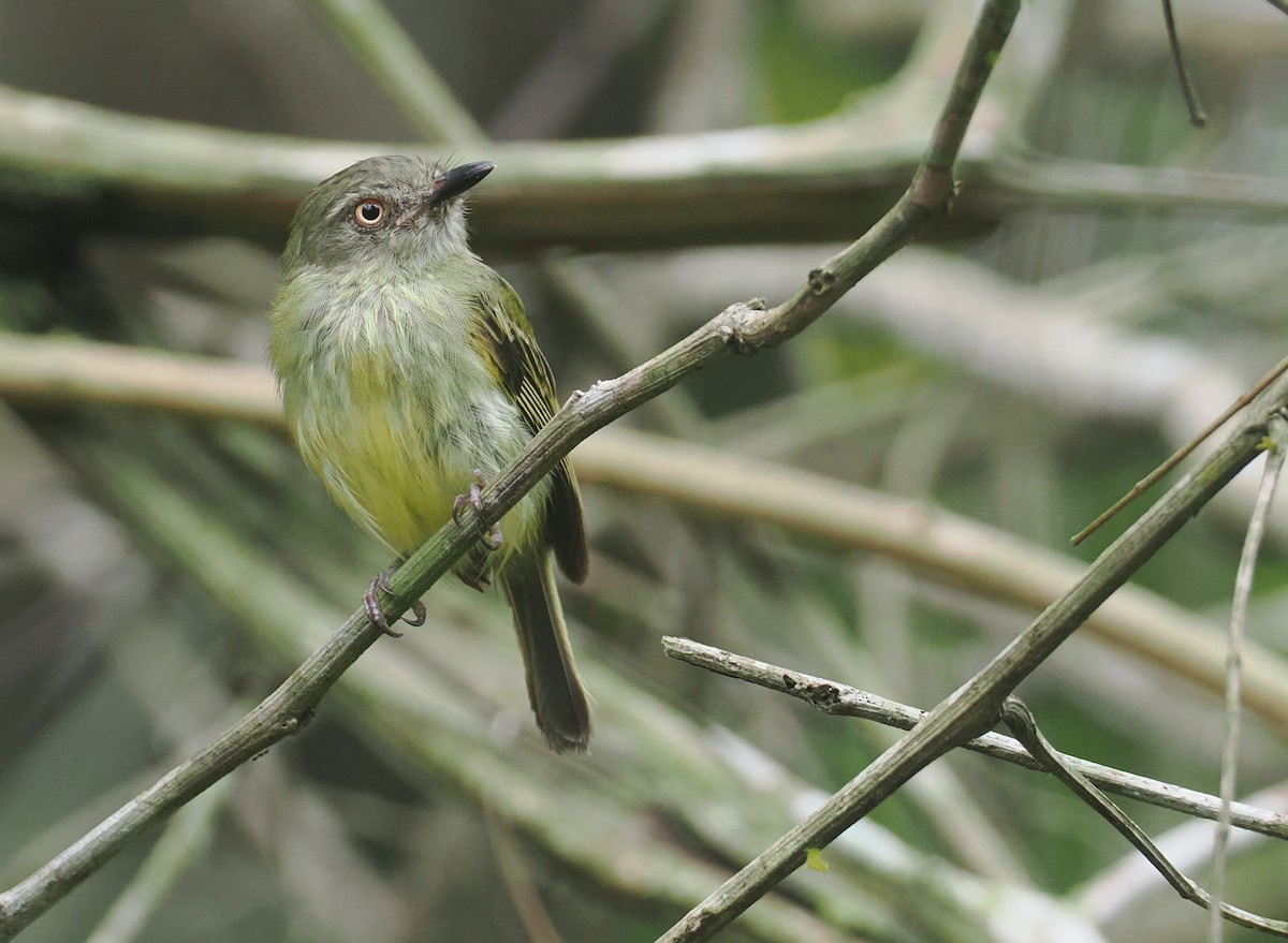 Johannes's Tody-Tyrant - ML646380263