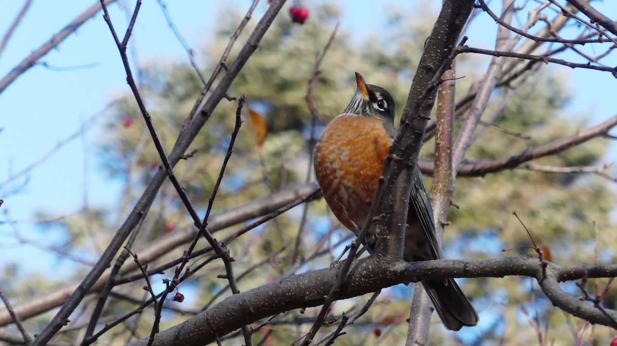 American Robin - ML646380265