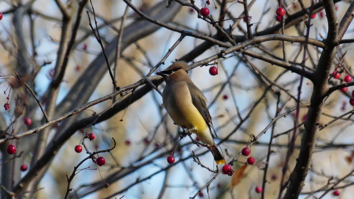 Cedar Waxwing - ML646380266