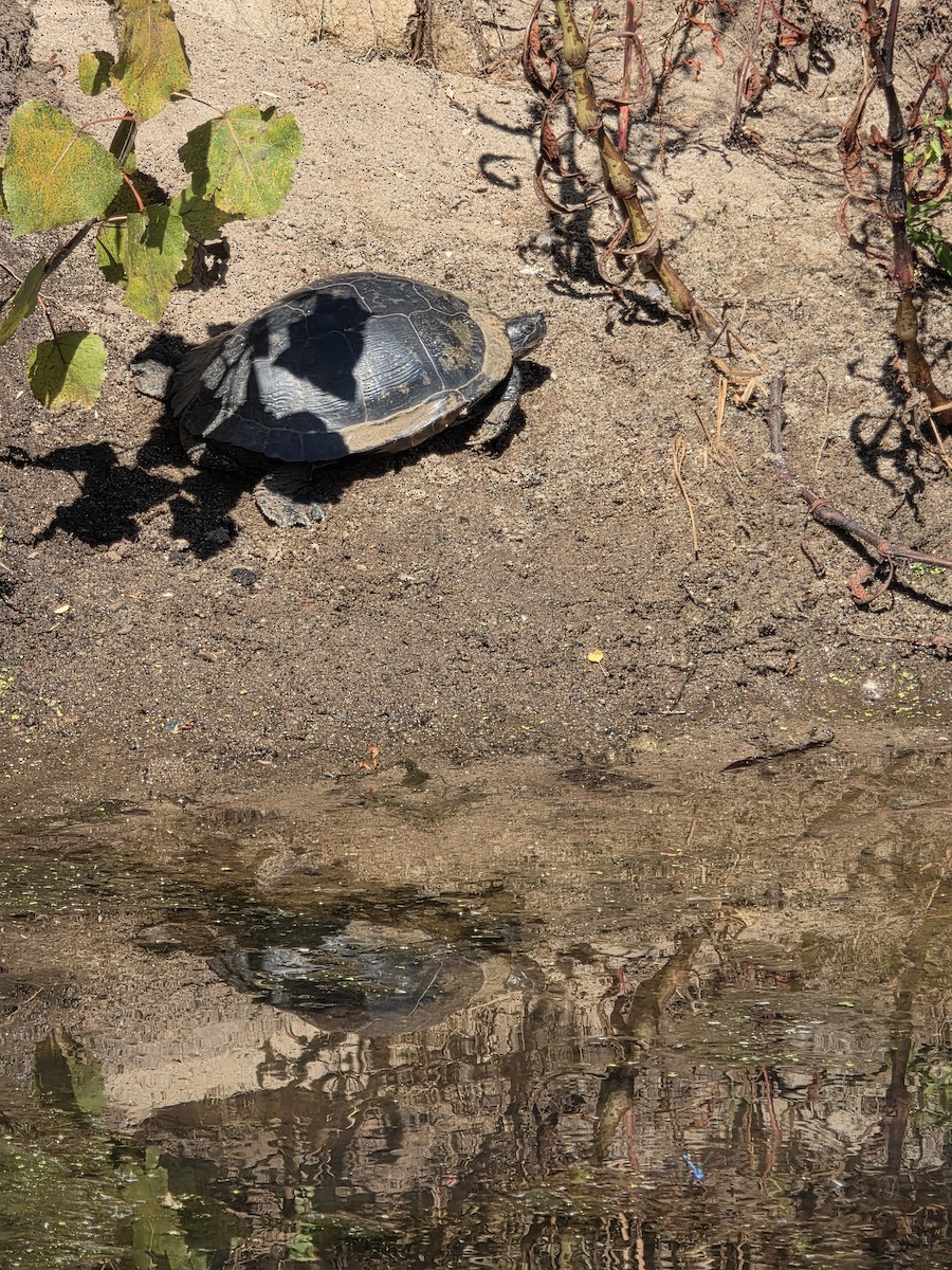 Reptiles - ML646380267