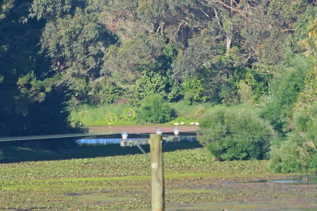 bukač australský - ML646380269