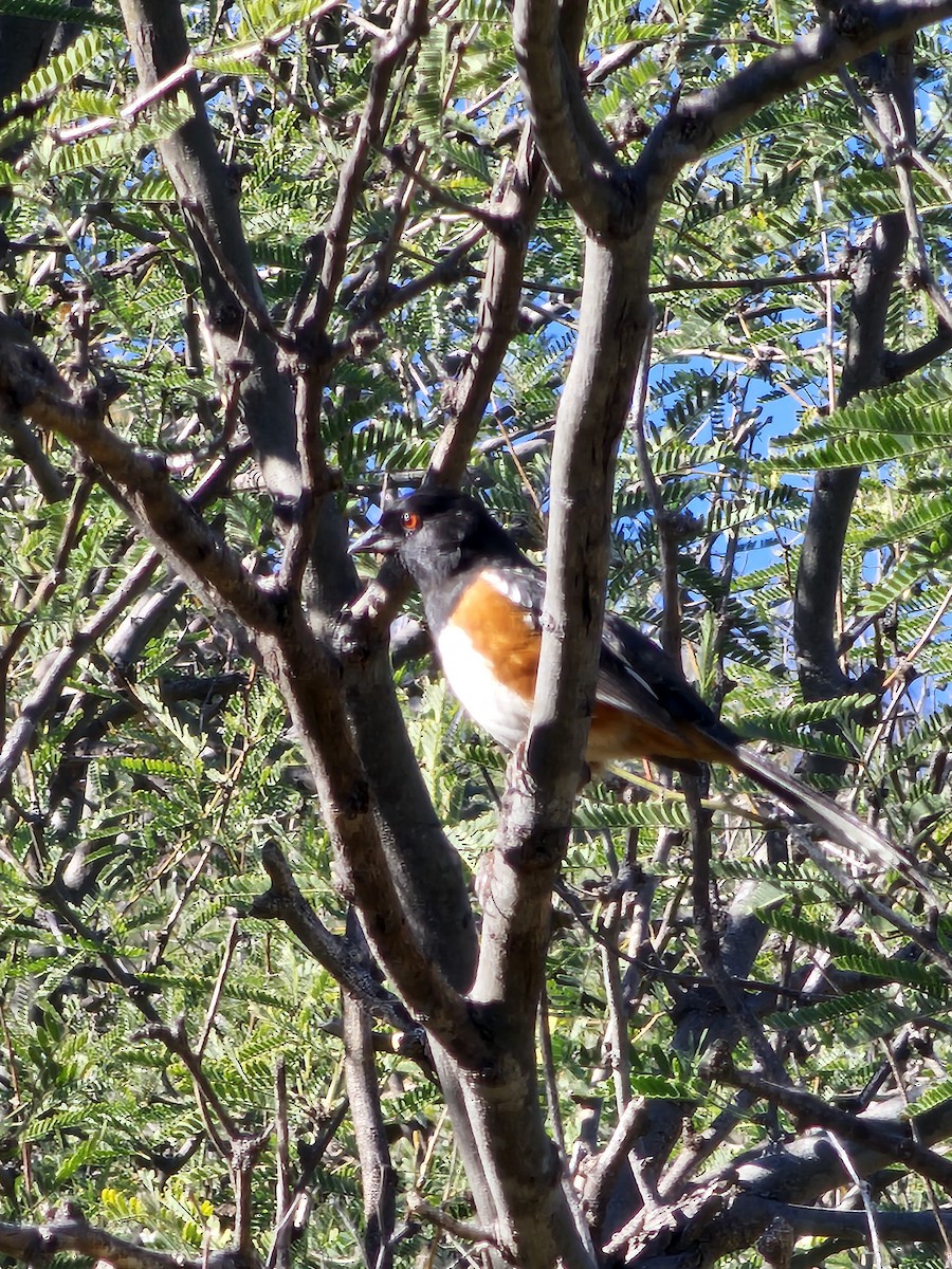 Spotted Towhee - ML646380272