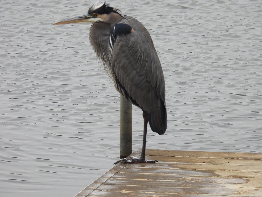 Great Blue Heron - ML646380273