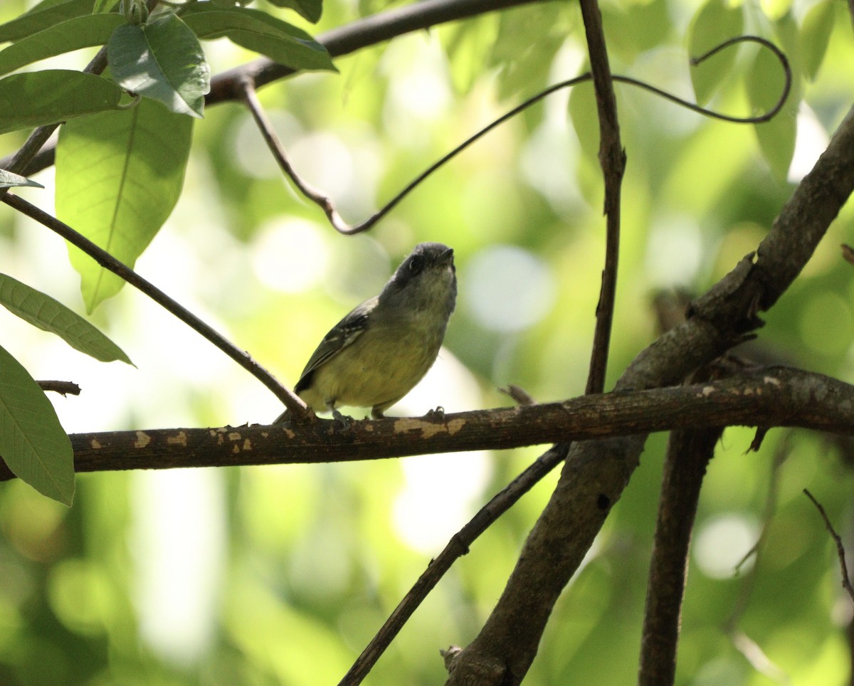 Батарито лісовий - ML646380274