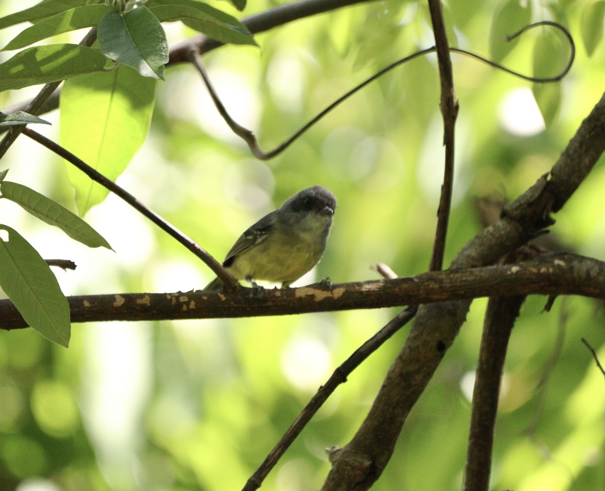 Батарито лісовий - ML646380275