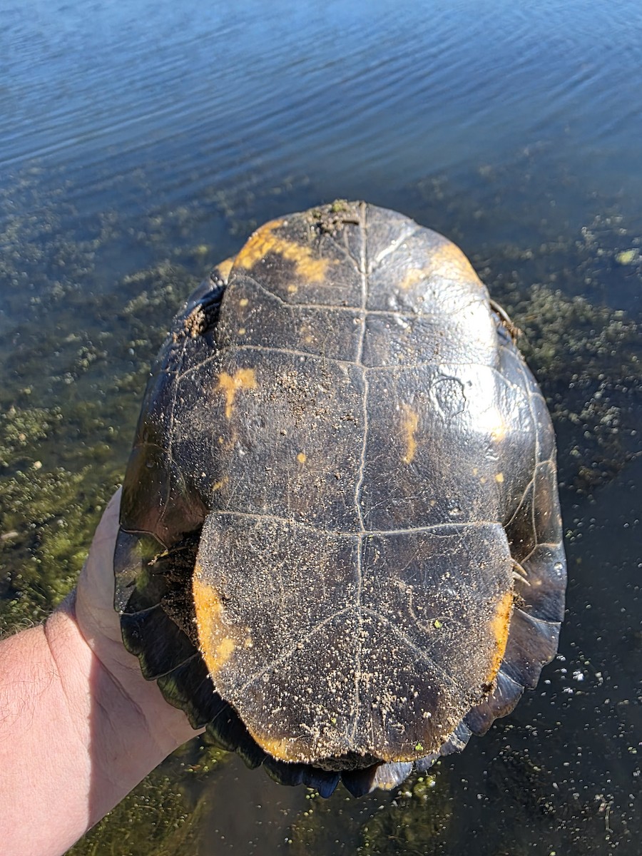 Reptiles - ML646380276