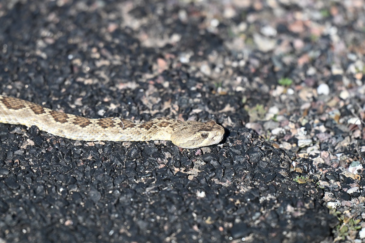 Animals - ML646380277