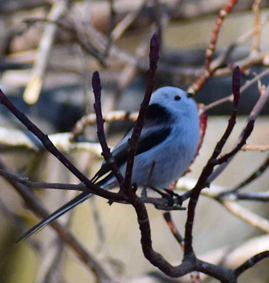 Long-tailed Tit (caudatus) - ML646380278